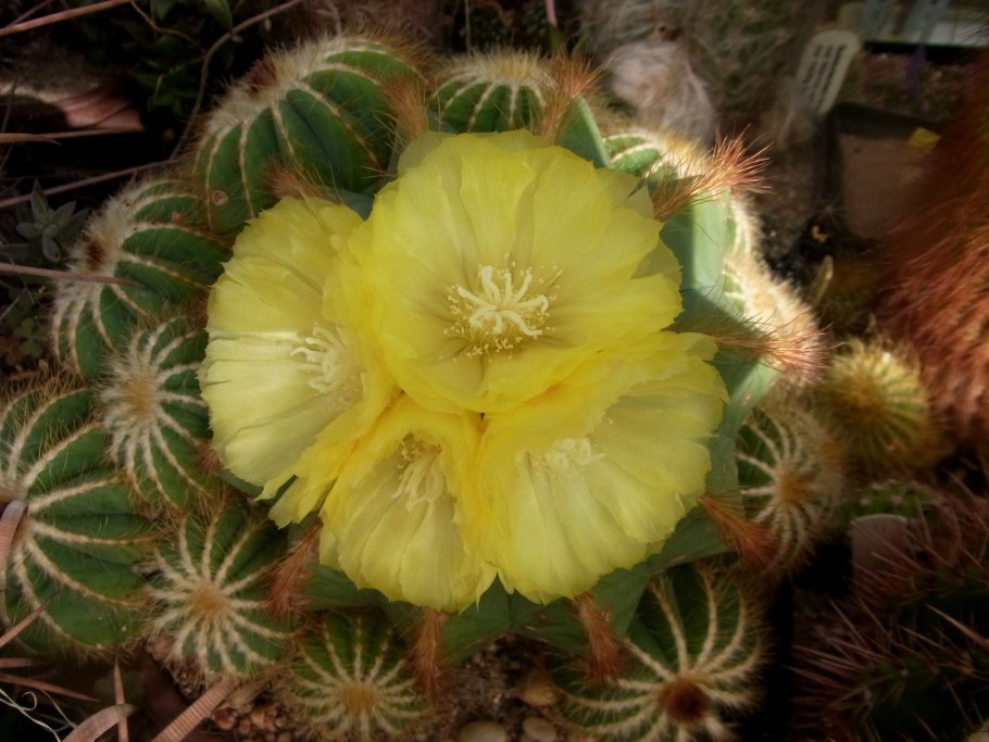 Кактус пародия Ленингхауза