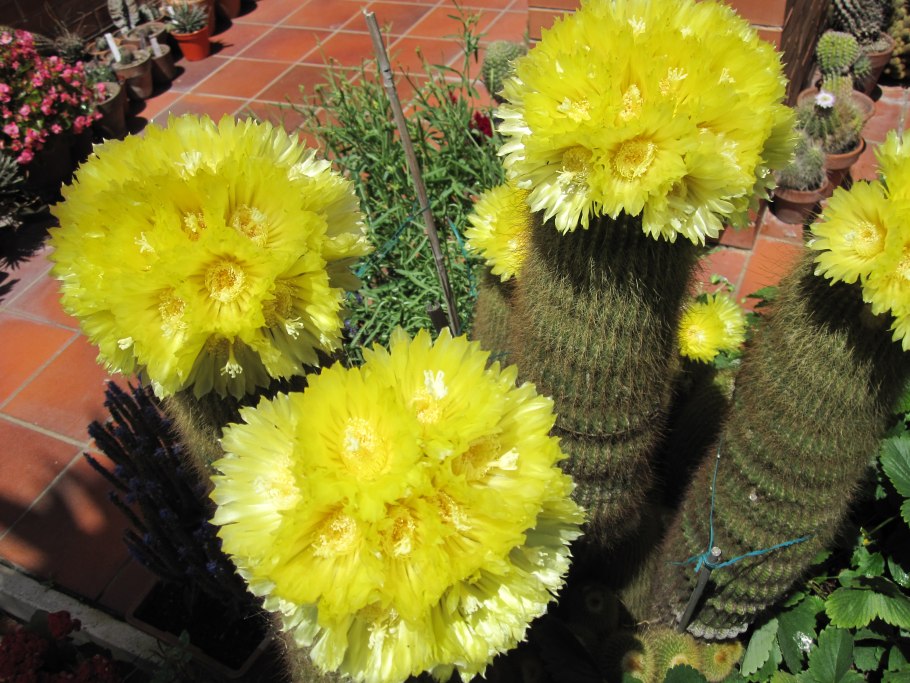 Кактус Notocactus werdermannianus