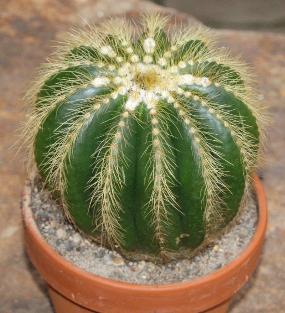 Нотокактус Ленингхауза (Notocactus leninghausii).