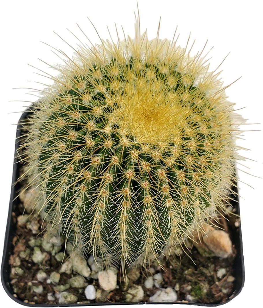 Кактус Parodia warasii