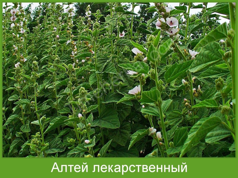 Алтей Людвига