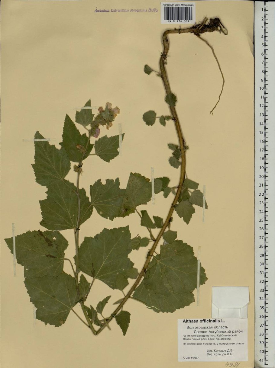 Просвирник Алтей