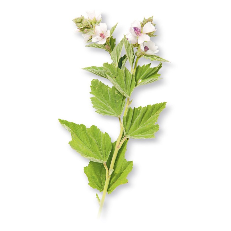 Алтей лекарственный Фармакогнозия