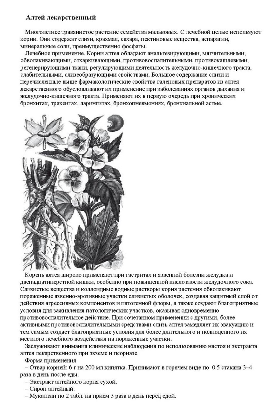 Алтей лекарственный описание растения