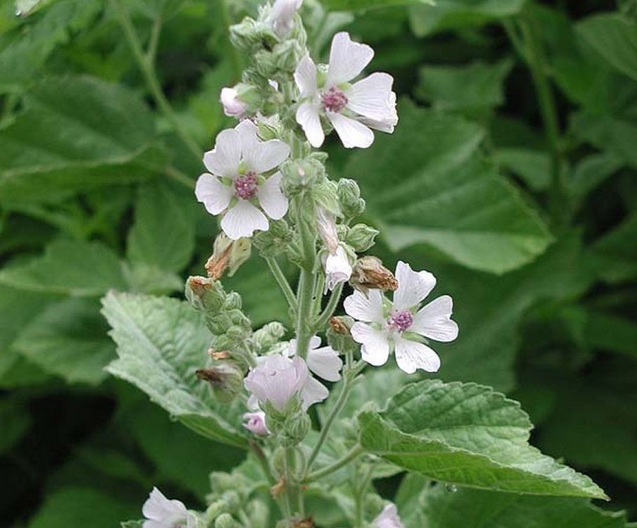 Алтей проскурняк