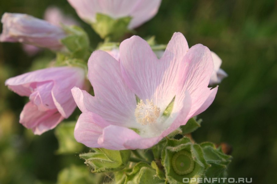 Алтей бруссонециелистный