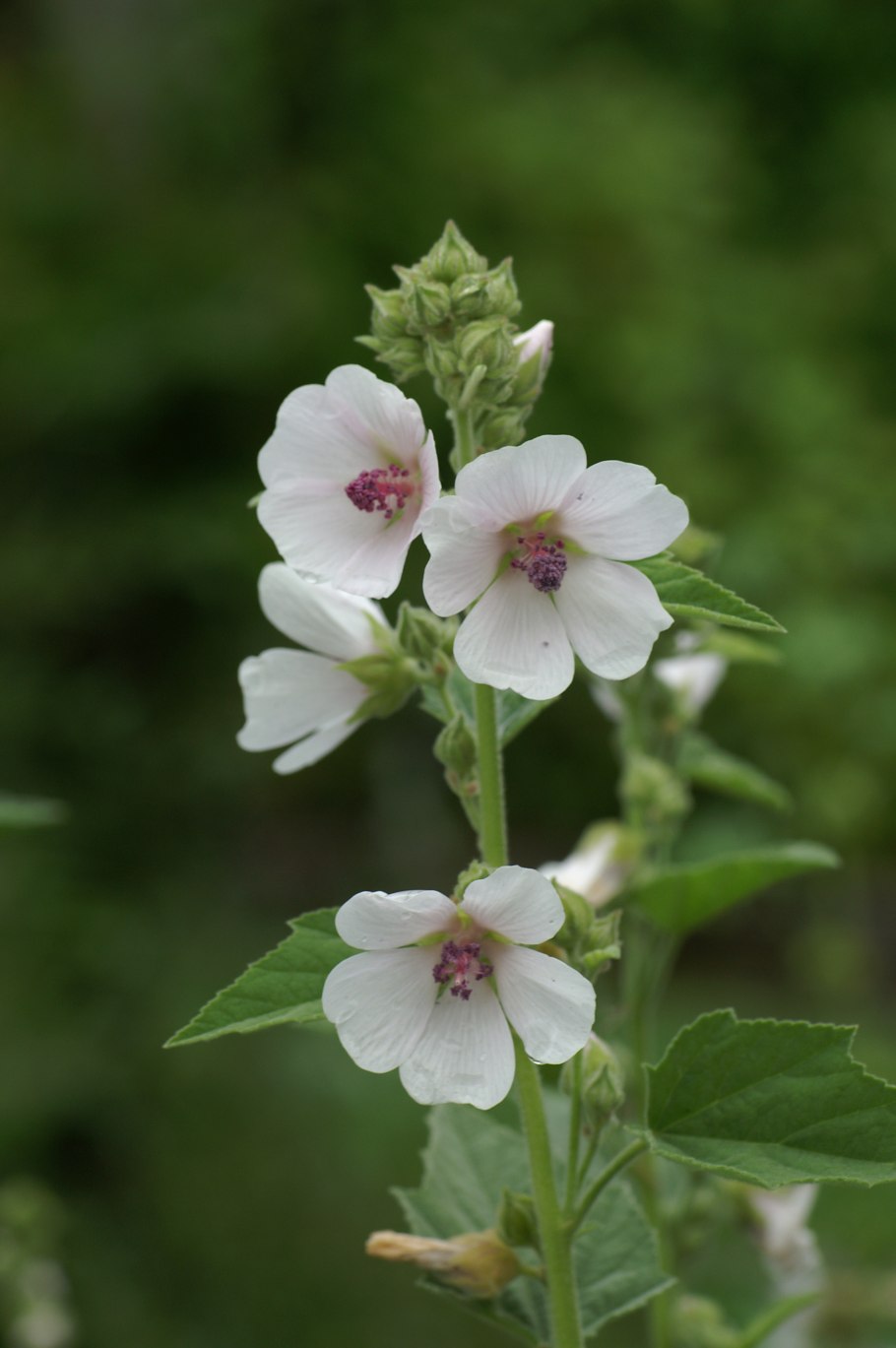 Althaea officinalis