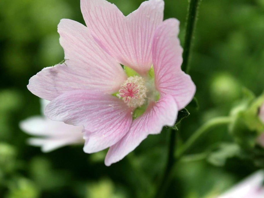 Алтей лекарственный