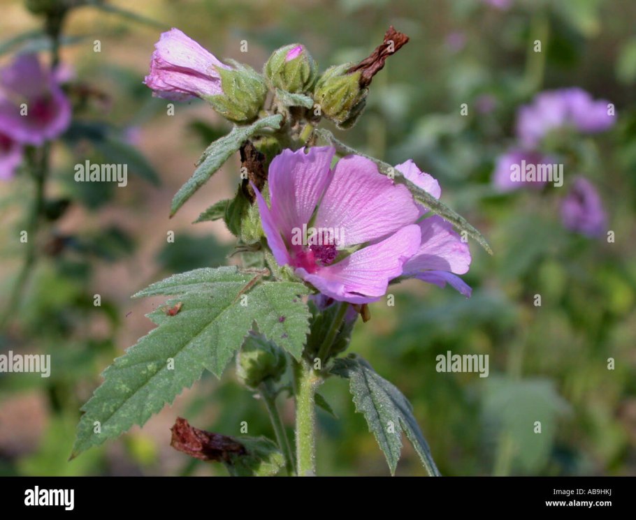 Алтей (корень) Старослав, 50 г