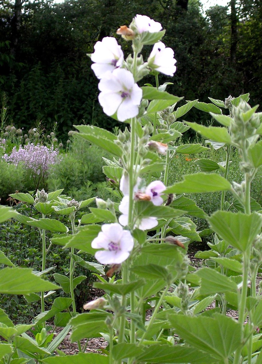 Алтей лекарственный ботаника