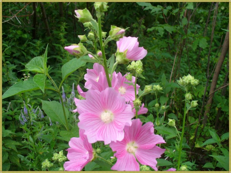 Алтей целитель Гавриш