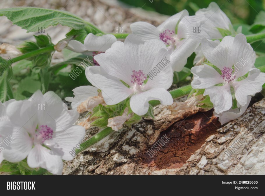 Алтея лекарственного травы экстракт