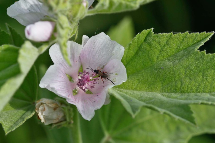Алтей лекарственный (Althaea officinalis)