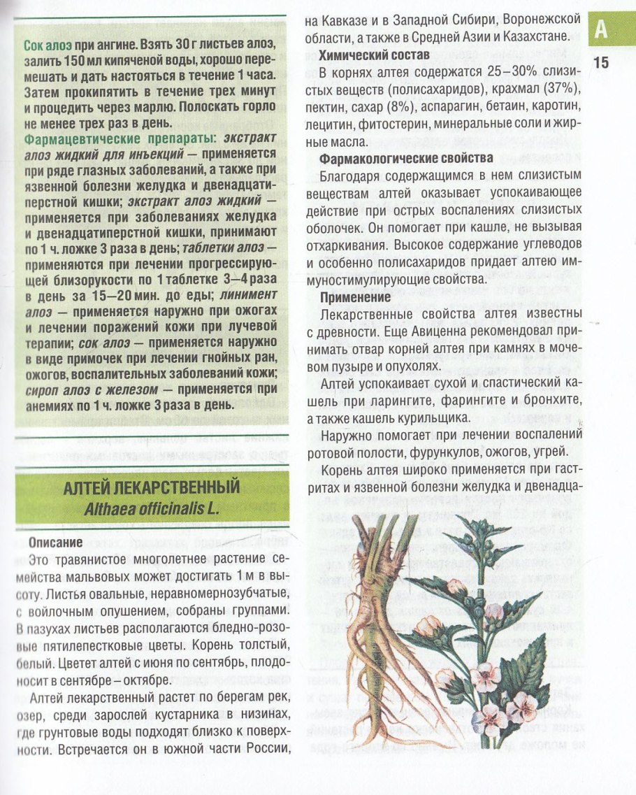 Корень Алтея применение