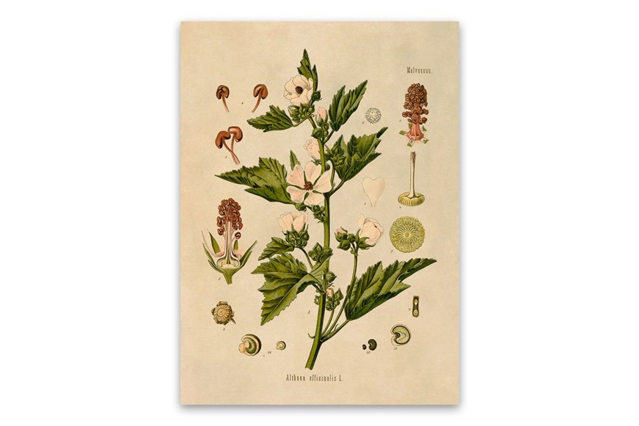 Зелень Алтей комнатный фото