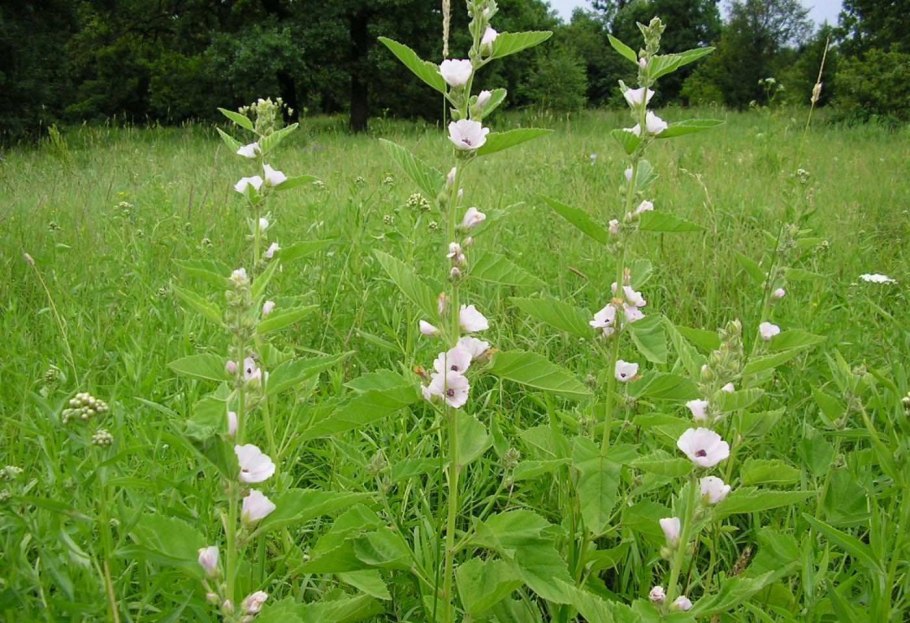 Алтей лекарственный, Просвирняк