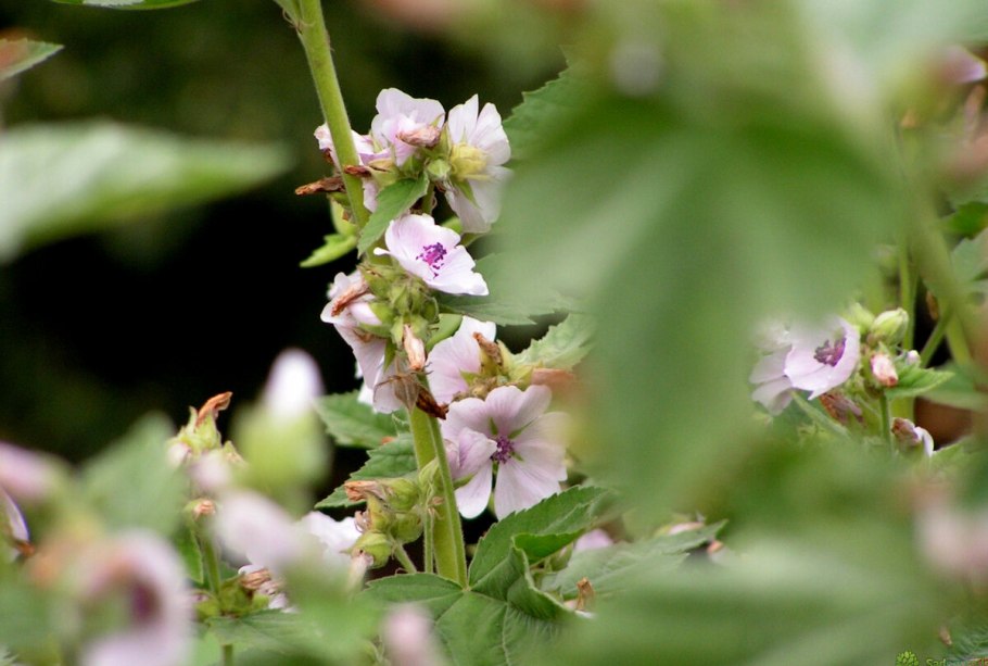 Алтей лекарственный (Althaea officinalis)