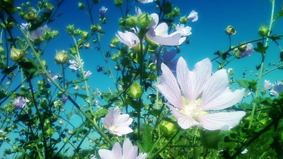 Алтей корень, 40г. Азбука трав