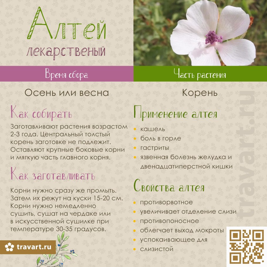 Althaea officinalis l.