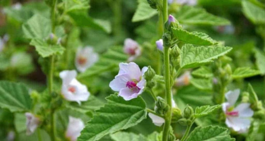 Алтей проскурняк