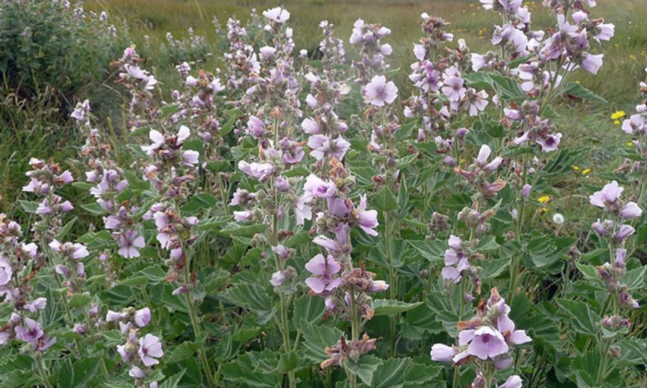 Алтей лекарственный