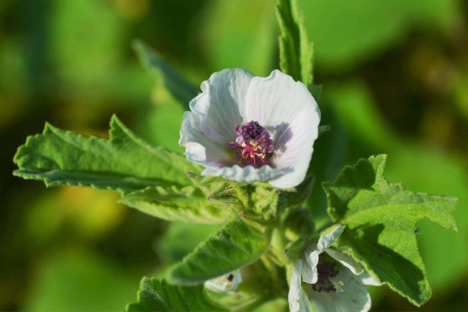 Алтей трава на лугах фото