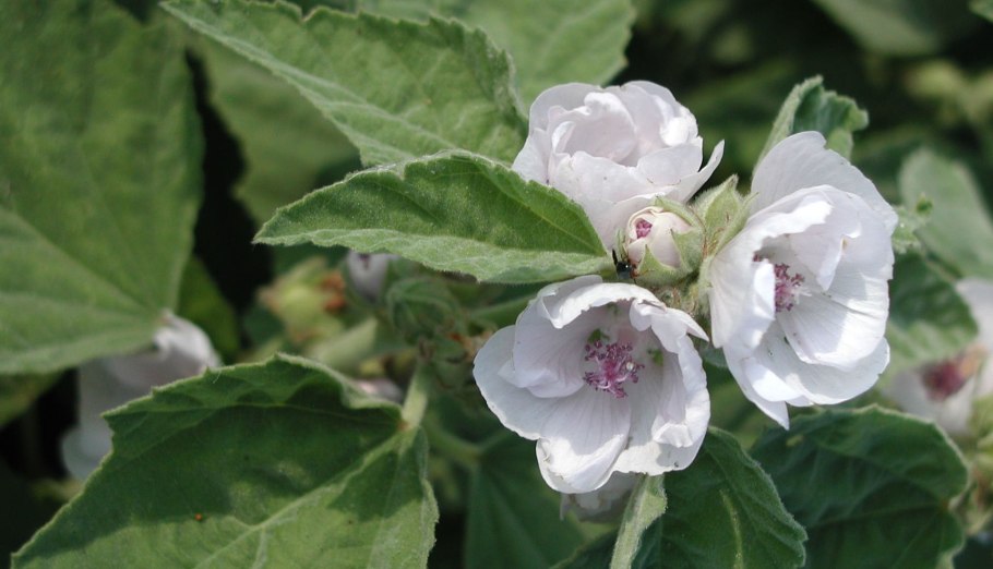 Алтей, корень, 50 гр