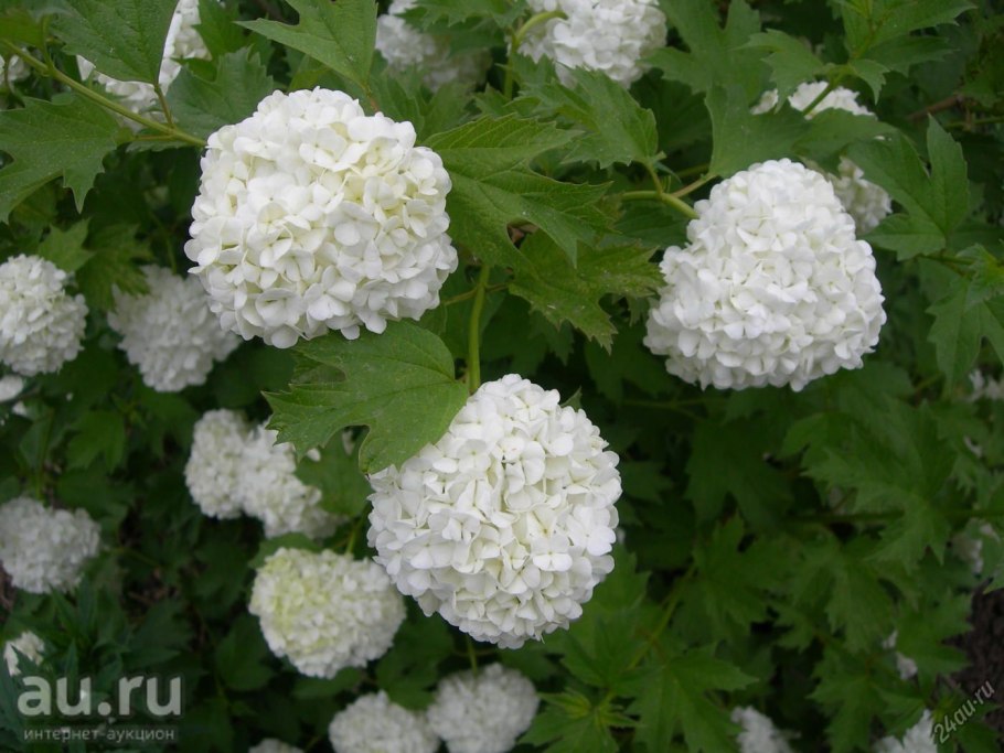 Калина обыкновенная "Roseum", Розеум