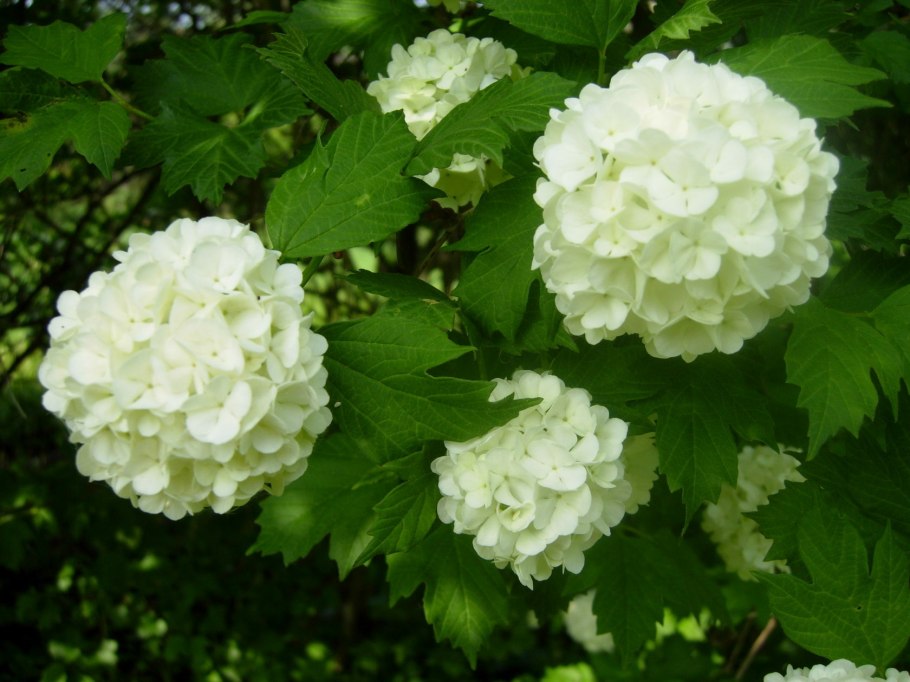 Калина бульденеж Roseum