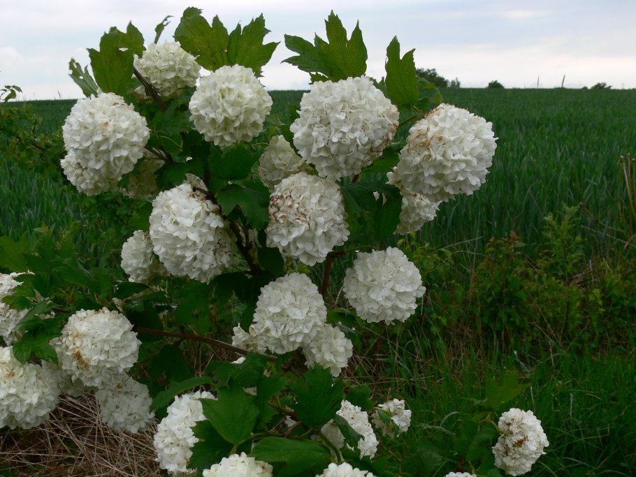 Кустарник Калина бульденеж