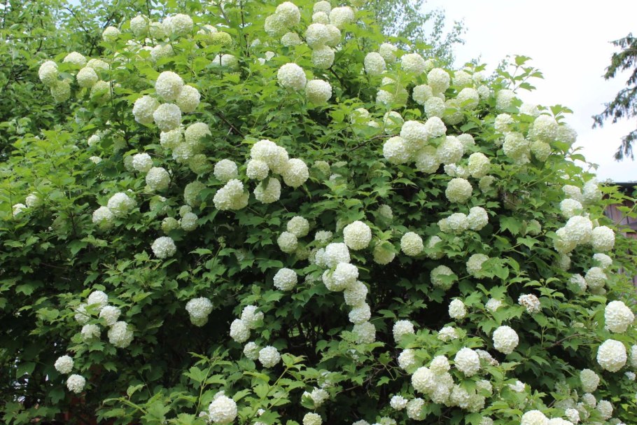 Калина обыкновенная Розеум