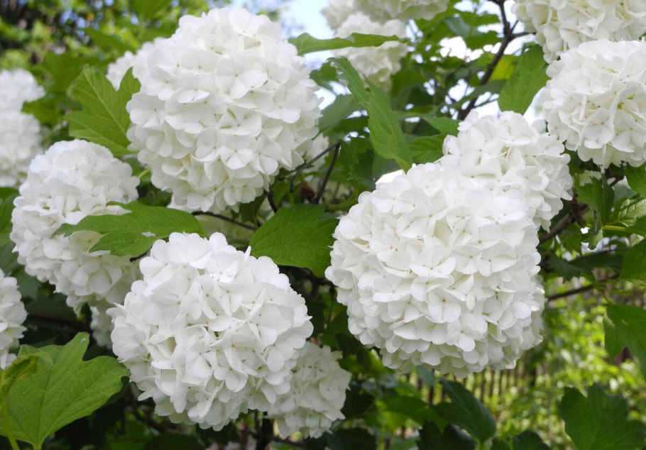 Калина бульденеж куст