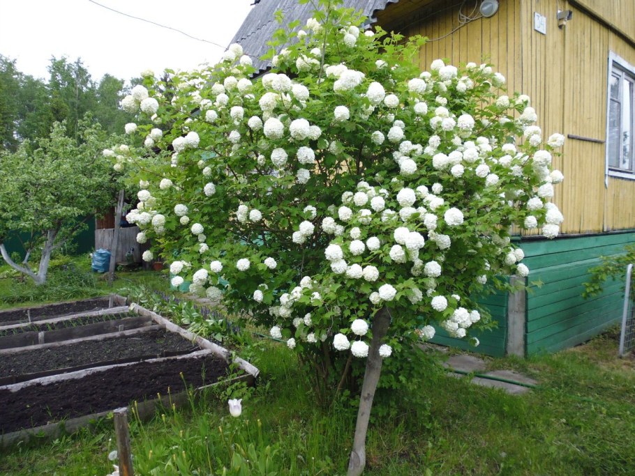 Жасмин бульденеж