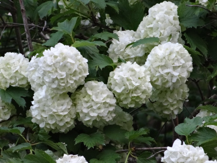 Калина бульденеж