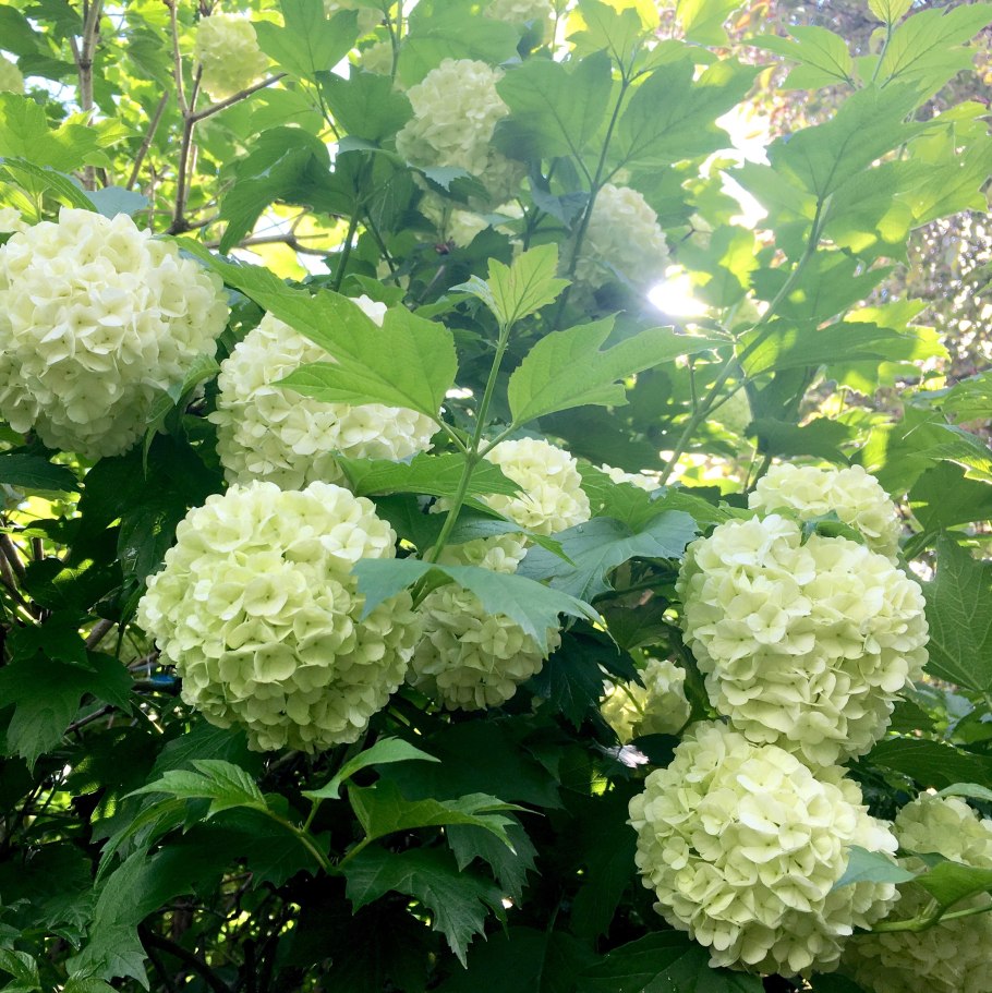 Кустарник Калина бульденеж