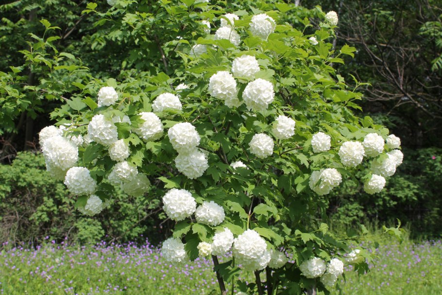 Калина бульденеж