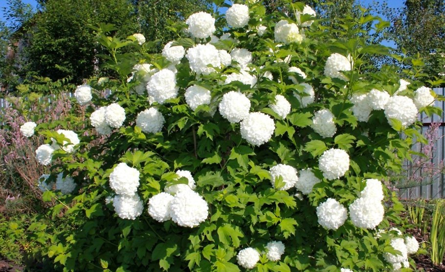 Калина обыкновенная Розеум бульденеж