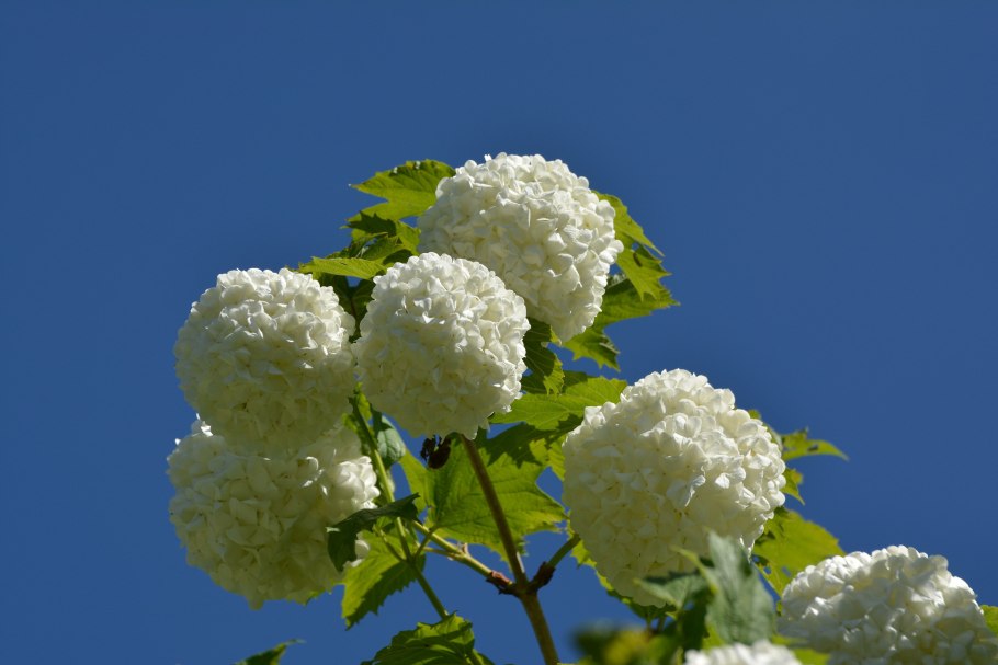 Бульденеж калина