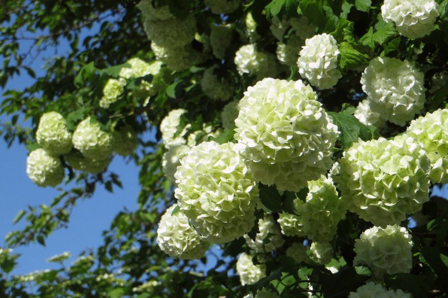 Кустарник Калина бульденеж