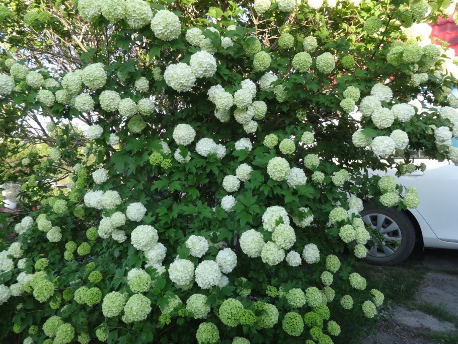 Калина бульденеж в ландшафтном