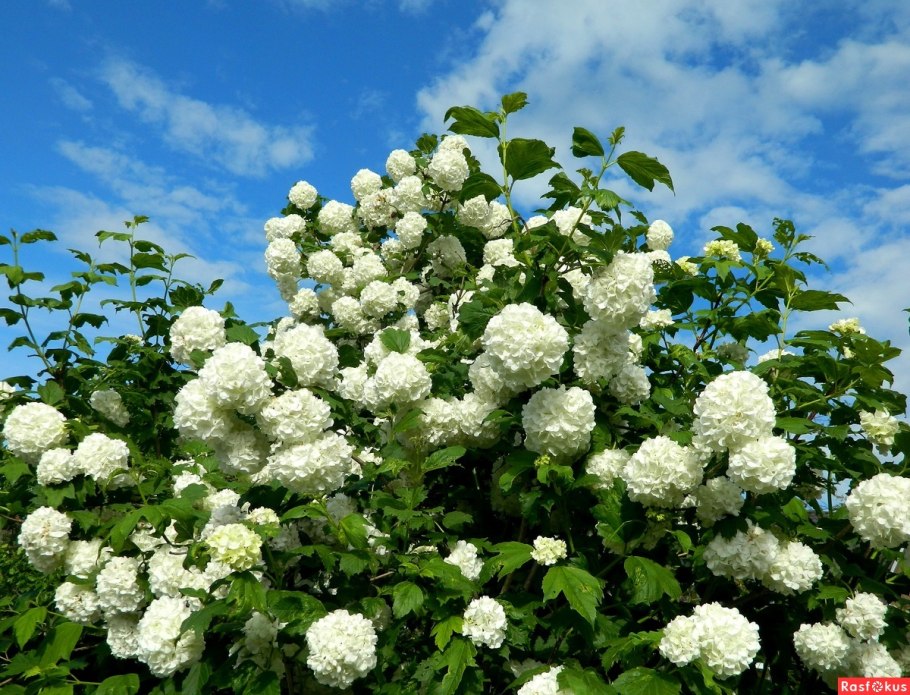 Калина обыкновенная бульденеж