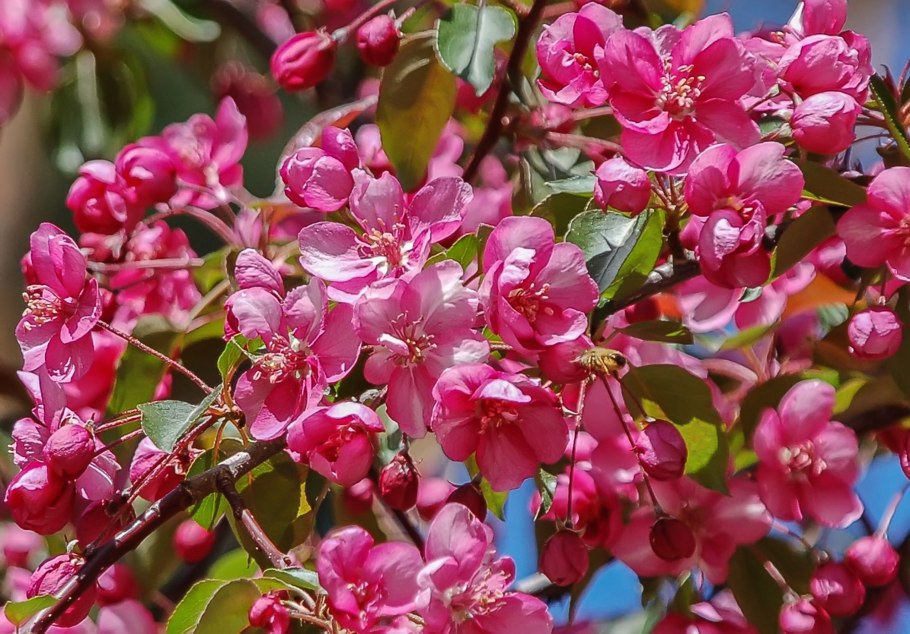 Яблоня декоративная Хелена