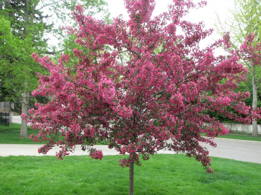 Яблоня Malus Rudolph