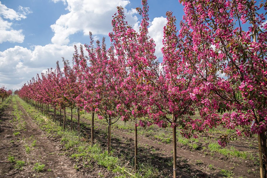 Яблоня декоративная Недзвецкого
