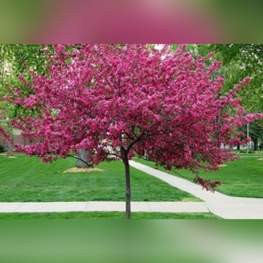 Яблоня Malus Royalty