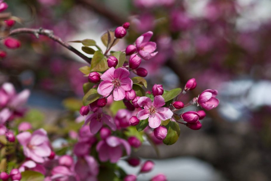 Яблоня декоративная Хелена