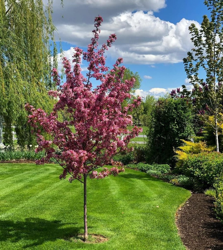 Яблоня декоративная Макамик