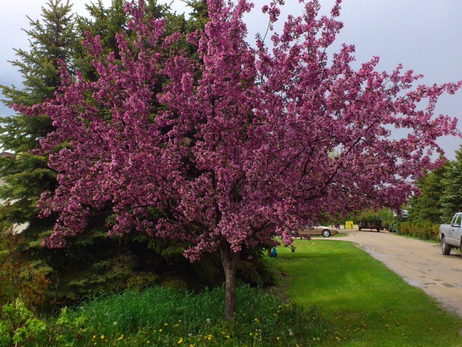 Яблоня Хелена Недзвецкого