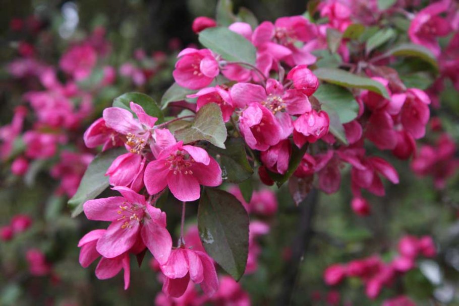 Яблоня декоративная Profusion