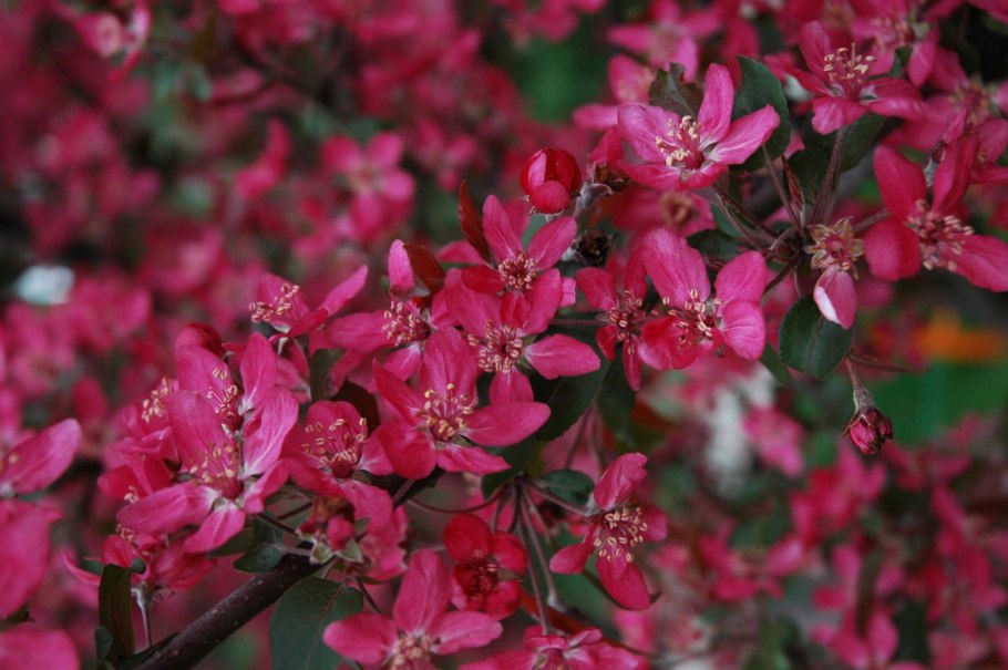 Яблоня Malus Royalty